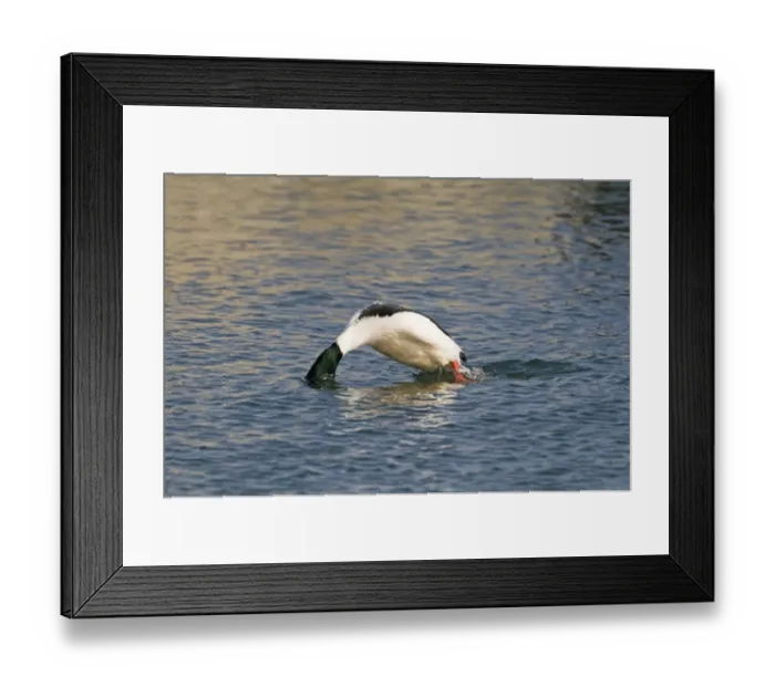 Framed Print : Goosander (Mergus merganser) adult male, diving into water, Hokkaido, Japan, winter Framed Print : Goosander (Mergus merganser) adult male, diving into water, Hokkaido, Japan, winter