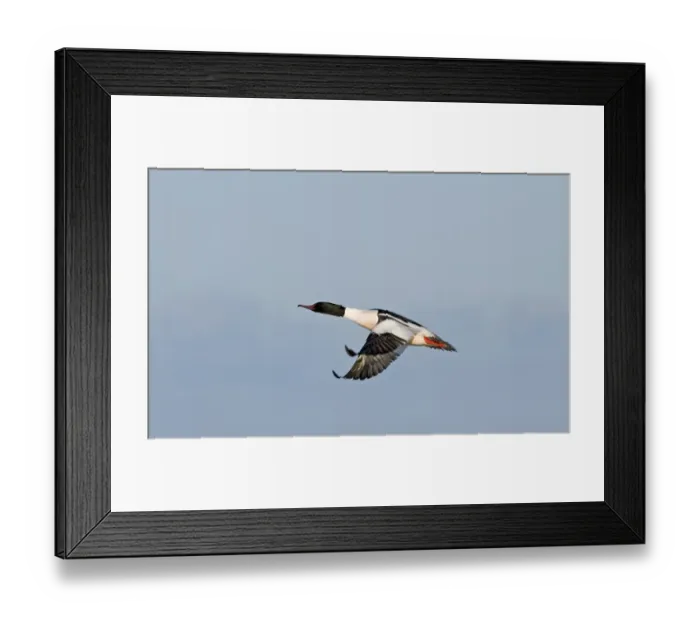 Framed Print : Goosander (Mergus merganser) adult male, in flight, Hokkaido, Japan, winter Framed Print : Goosander (Mergus merganser) adult male, in flight, Hokkaido, Japan, winter