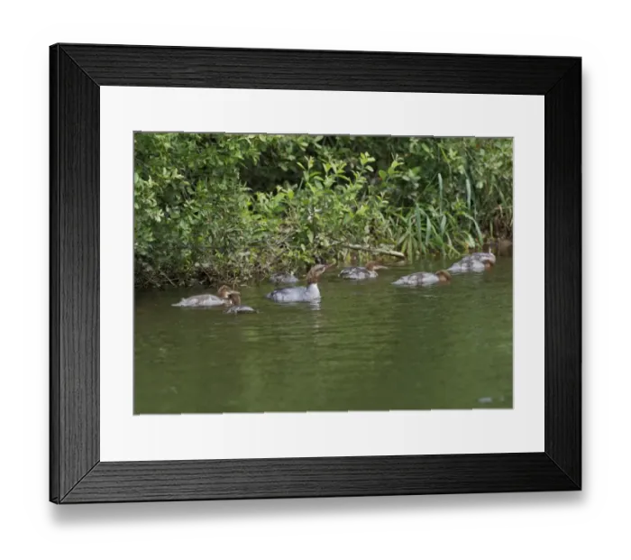 Framed Print : Goosander (Mergus merganser) adult female with young, swimming on river, River Urr, Dalbeattie, Dumfries and Galloway, Scotland, july Framed Print : Goosander (Mergus merganser) adult female with young, swimming on river, River Urr, Dalbeattie, Dumfries and Galloway, Scotland, july