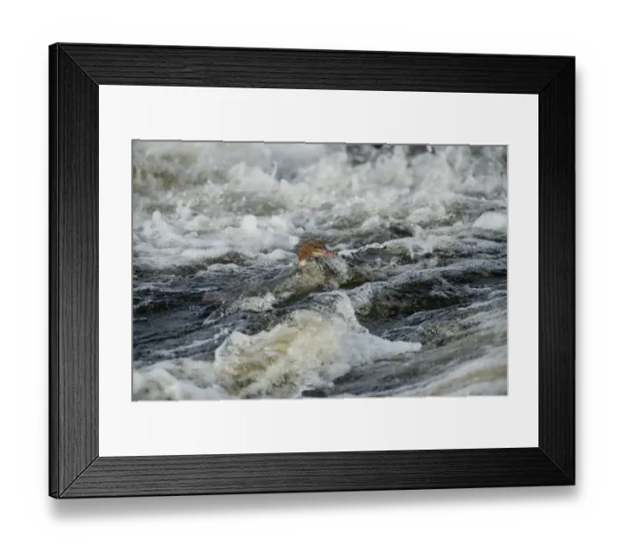 Framed Print : Goosander (Mergus merganser) adult female, swimming in fast-flowing river, River Nith, Dumfries and Galloway, Scotland, october Framed Print : Goosander (Mergus merganser) adult female, swimming in fast-flowing river, River Nith, Dumfries and Galloway, Scotland, october