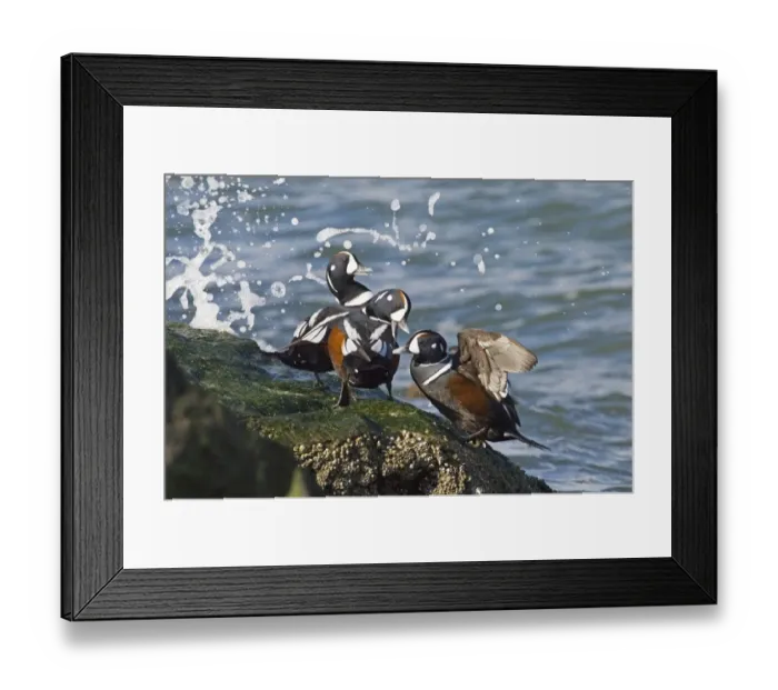 Framed Print : Harlequin Duck (Histrionicus histrionicus) three adult males, squabbling on coastal rock, New Jersey, U. S. A. winter