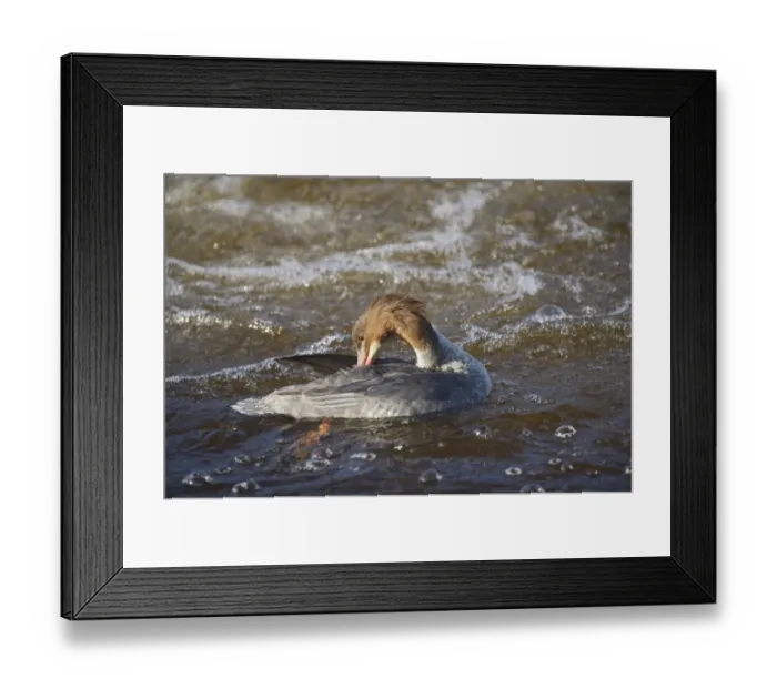 Framed Print : Goosander (Mergus merganser) adult female, preening on river, River Nith, Dumfries and Galloway, Scotland, october Framed Print : Goosander (Mergus merganser) adult female, preening on river, River Nith, Dumfries and Galloway, Scotland, october