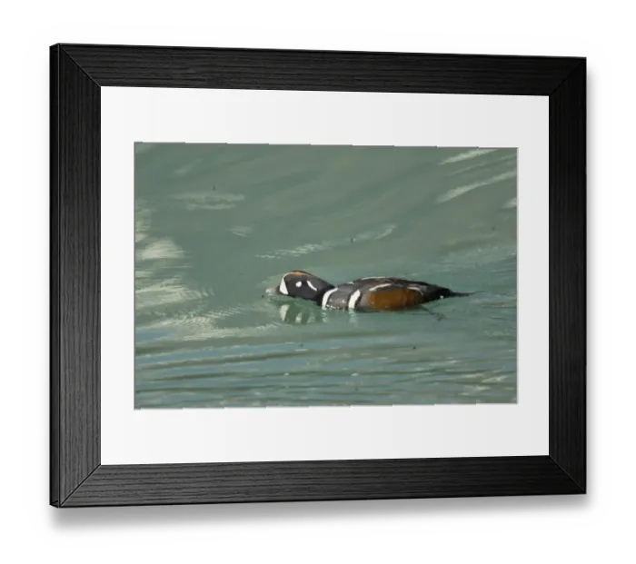 Framed Print : Harlequin Duck (Histrionicus histrionicus) adult male, feeding, catching newly emerged insects from surface of lake, Rocky Mountains, Alberta, Canada, june Framed Print : Harlequin Duck (Histrionicus histrionicus) adult male, feeding, catching newly emerged insects from surface of lake, Rocky Mountains, Alberta, Canada, june