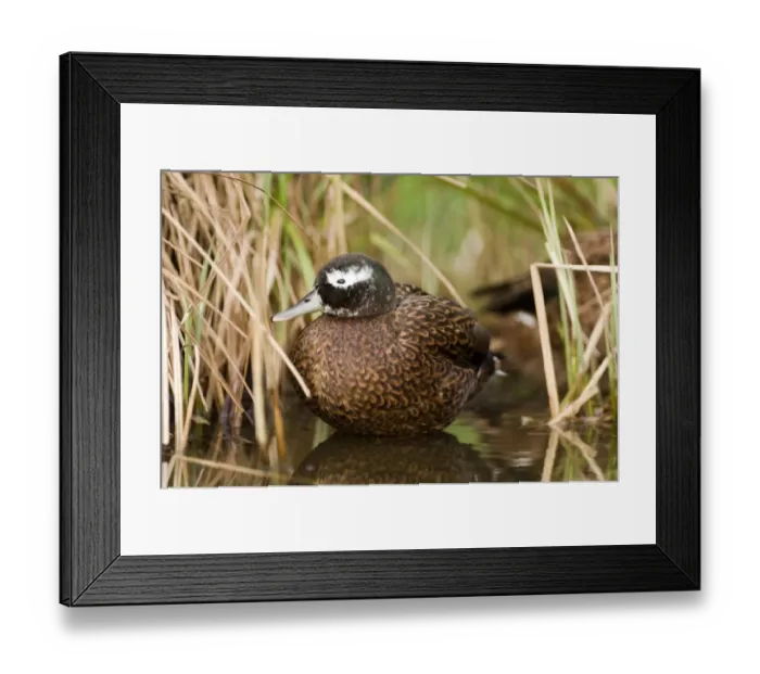 Framed Print : Laysan Duck (Anas laysanensis) adult male, standing in water (captive) Framed Print : Laysan Duck (Anas laysanensis) adult male, standing in water (captive)