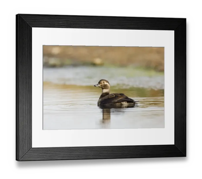Framed Print : Long-tailed Duck (Clangula hyemalis) juvenile, swimming, Norfolk, England, october Framed Print : Long-tailed Duck (Clangula hyemalis) juvenile, swimming, Norfolk, England, october