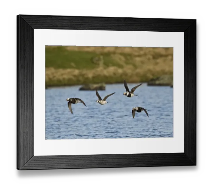 Framed Print : Long-tailed Duck (Clangula hyemalis) adult males and female, moulting, in flight, Shetland Islands, Scotland, april Framed Print : Long-tailed Duck (Clangula hyemalis) adult males and female, moulting, in flight, Shetland Islands, Scotland, april