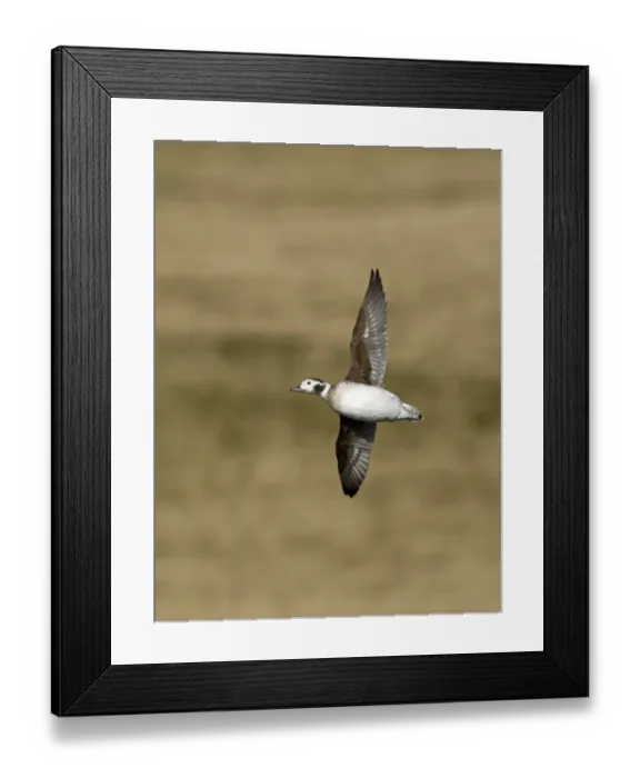 Framed Print : Long-tailed Duck (Clangula hyemalis) adult female, in flight, Shetland Islands, Scotland, april Framed Print : Long-tailed Duck (Clangula hyemalis) adult female, in flight, Shetland Islands, Scotland, april