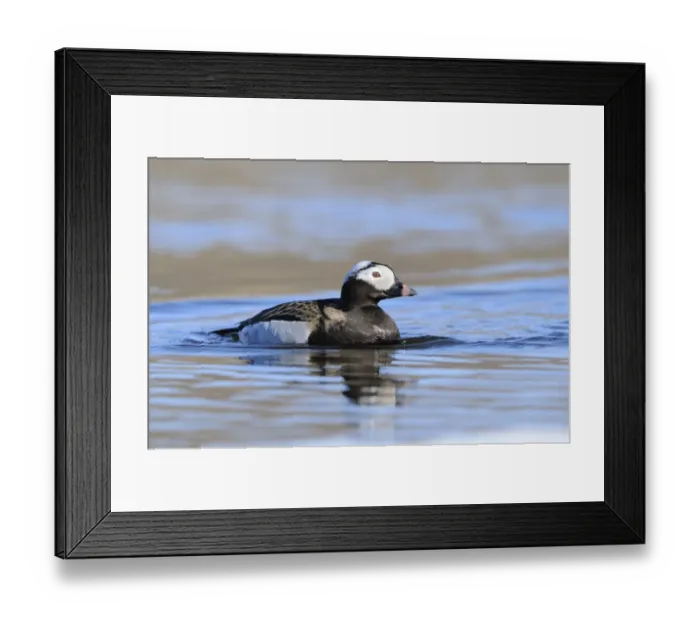 Framed Print : Long-tailed Duck (Clangula hyemalis) adult male, breeding plumage, swimming in arctic lake, Varanger, Norway, june Framed Print : Long-tailed Duck (Clangula hyemalis) adult male, breeding plumage, swimming in arctic lake, Varanger, Norway, june