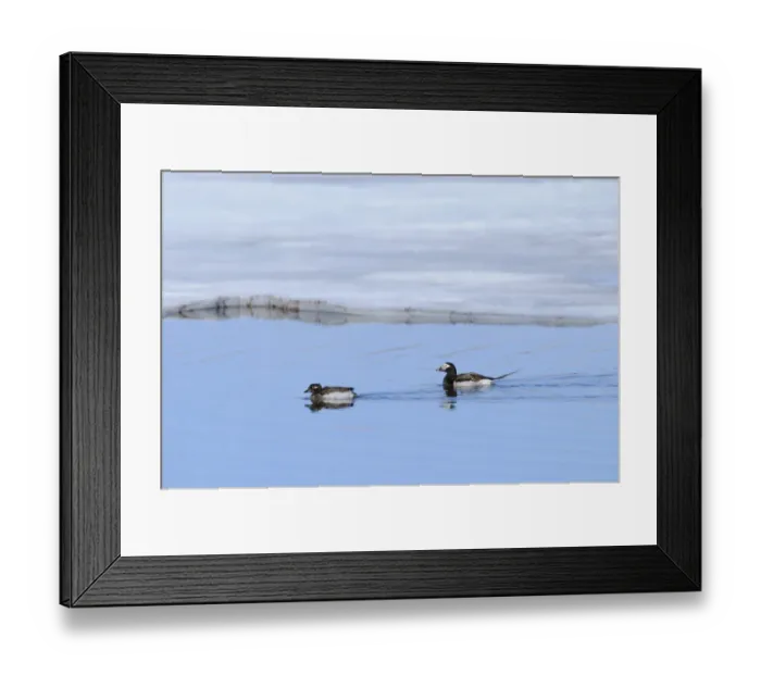 Framed Print : Long-tailed Duck (Clangula hyemalis) adult pair, breeding plumage, swimming in arctic lake, Varanger, Norway, june Framed Print : Long-tailed Duck (Clangula hyemalis) adult pair, breeding plumage, swimming in arctic lake, Varanger, Norway, june