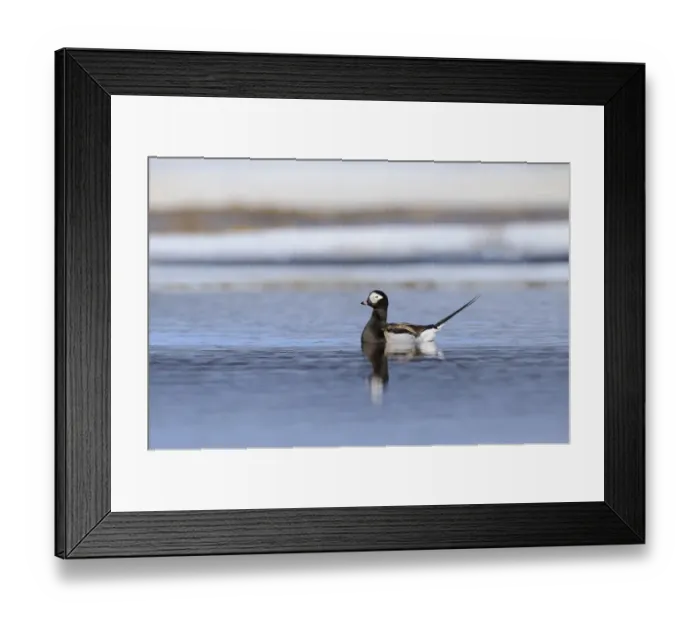 Framed Print : Long-tailed Duck (Clangula hyemalis) adult male, breeding plumage, swimming in arctic lake, Varanger, Norway, june Framed Print : Long-tailed Duck (Clangula hyemalis) adult male, breeding plumage, swimming in arctic lake, Varanger, Norway, june