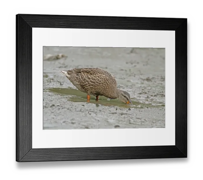 Framed Print : Mallard Duck (Anas platyrhynchos) adult female, dabbling, feeding in muddy water, West Sussex, England, september Framed Print : Mallard Duck (Anas platyrhynchos) adult female, dabbling, feeding in muddy water, West Sussex, England, september