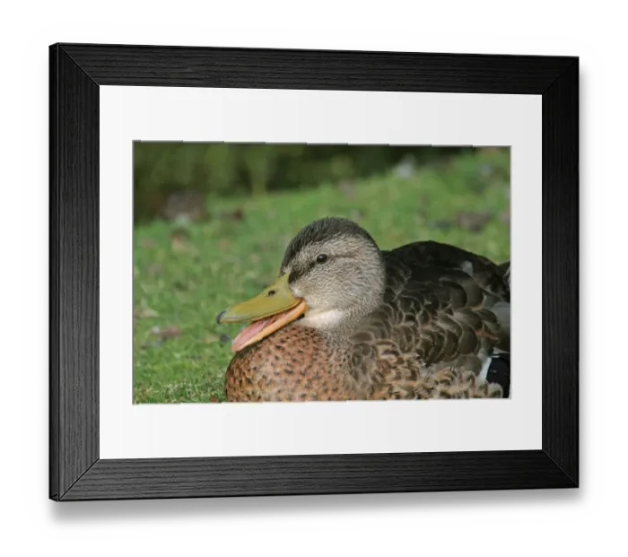 Framed Print : Mallard Duck (Anas platyrhynchos) adult male, in eclipse plumage, calling, close-up of head, West Sussex, England, march Framed Print : Mallard Duck (Anas platyrhynchos) adult male, in eclipse plumage, calling, close-up of head, West Sussex, England, march