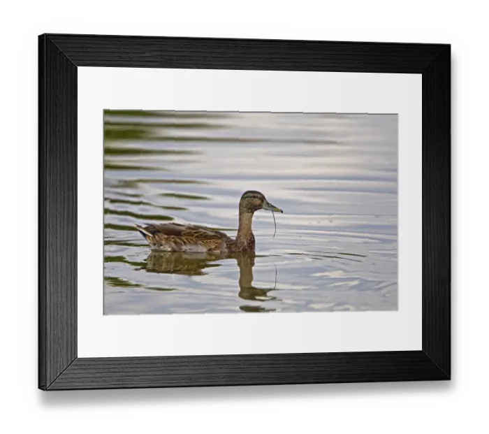 Framed Print : Mallard Duck (Anas platyrhynchos) adult male, in eclipse plumage, feeding on lake, Warwickshire, England, august Framed Print : Mallard Duck (Anas platyrhynchos) adult male, in eclipse plumage, feeding on lake, Warwickshire, England, august