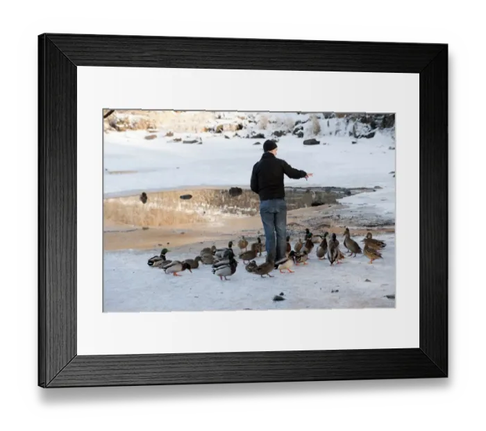 Framed Print : Mallard Duck (Anas platyrhynchos) flock, being fed by man on ice of frozen lake in severe cold weather, England, december Framed Print : Mallard Duck (Anas platyrhynchos) flock, being fed by man on ice of frozen lake in severe cold weather, England, december