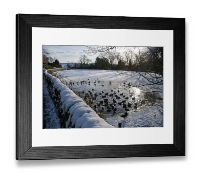 Framed Print : Mallard Duck (Anas platyrhynchos) flock, swimming on open water of frozen mill pond, Chipping, Lancashire, England, december Framed Print : Mallard Duck (Anas platyrhynchos) flock, swimming on open water of frozen mill pond, Chipping, Lancashire, England, december