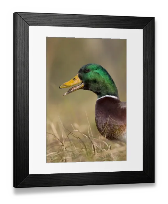Framed Print : Mallard Duck (Anas platyrhynchos) adult male, calling, close-up of head, Suffolk, England, february Framed Print : Mallard Duck (Anas platyrhynchos) adult male, calling, close-up of head, Suffolk, England, february