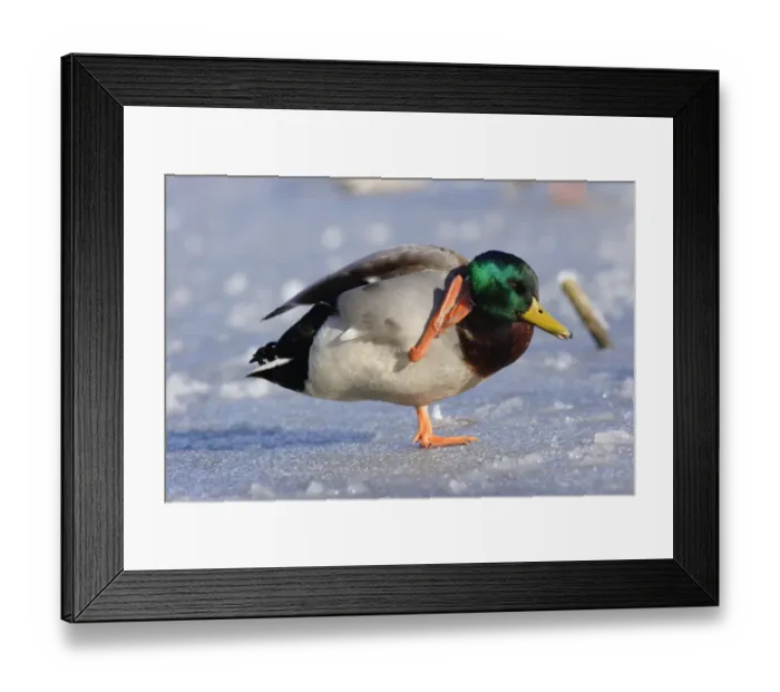 Framed Print : Mallard Duck (Anas platyrhynchos) adult male, scratching head with foot, standing on frozen lake, West Yorkshire, England, march Framed Print : Mallard Duck (Anas platyrhynchos) adult male, scratching head with foot, standing on frozen lake, West Yorkshire, England, march