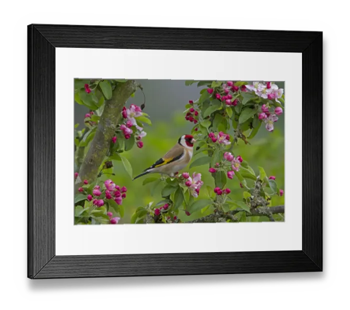 Framed Print : European Goldfinch (Carduelis carduelis) adult male, perched in Crabapple (Malus sp. ) tree with blossom, Shropshire, England, april