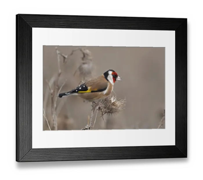 Framed Print : European Goldfinch (Carduelis carduelis) adult, feeding on thistle seeds, Norwich, Norfolk, England, december Framed Print : European Goldfinch (Carduelis carduelis) adult, feeding on thistle seeds, Norwich, Norfolk, England, december
