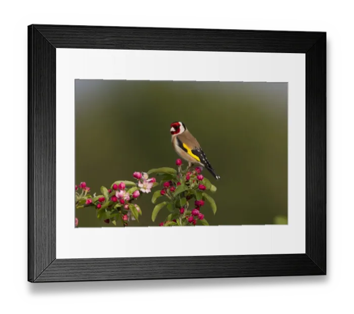 Framed Print : European Goldfinch (Carduelis carduelis) adult male, perched in Crabapple (Malus sp. ) tree with blossom, Shropshire, England, april Framed Print : European Goldfinch (Carduelis carduelis) adult male, perched in Crabapple (Malus sp. ) tree with blossom, Shropshire, England, april