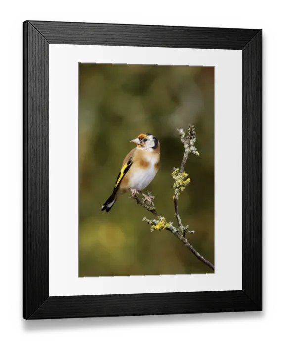 Framed Print : European Goldfinch (Carduelis carduelis) juvenile, moulting into adult plumage, perched on twig, Warwickshire, England, october Framed Print : European Goldfinch (Carduelis carduelis) juvenile, moulting into adult plumage, perched on twig, Warwickshire, England, october