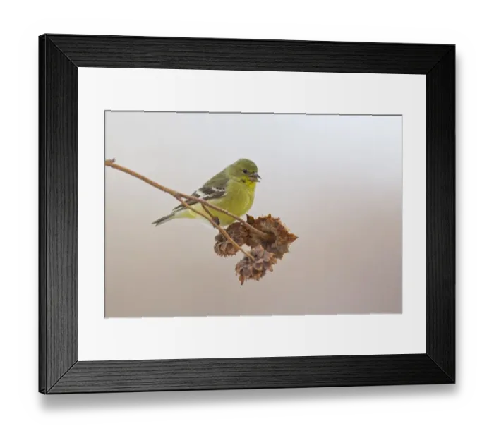 Framed Print : American Goldfinch (Carduelis tristis) adult female, feeding on seeds from seedhead, Bosque del Apache National Wildlife Refuge, New Mexico, U. S. A. december Framed Print : American Goldfinch (Carduelis tristis) adult female, feeding on seeds from seedhead, Bosque del Apache National Wildlife Refuge, New Mexico, U. S. A. december