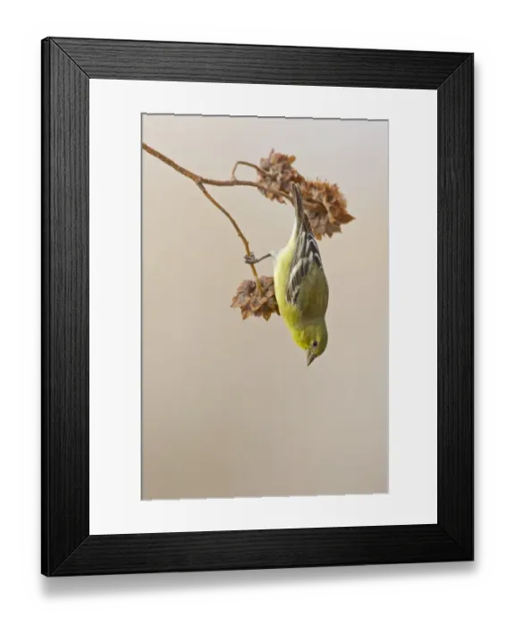 Framed Print : American Goldfinch (Carduelis tristis) adult female, feeding on seeds from seedhead, Bosque del Apache National Wildlife Refuge, New Mexico, U. S. A. december
