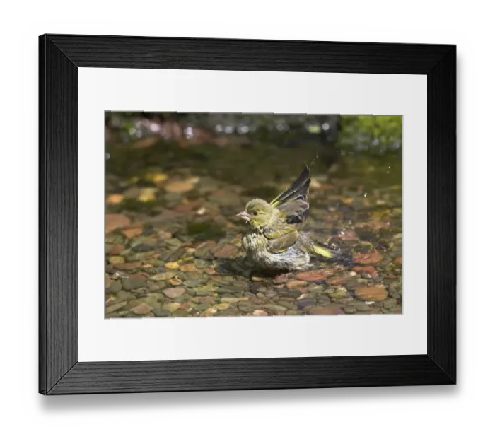 Framed Print : Greenfinch (Carduelis chloris) adult male, bathing in garden pool, Chirnside, Berwickshire, Scotland, summer Framed Print : Greenfinch (Carduelis chloris) adult male, bathing in garden pool, Chirnside, Berwickshire, Scotland, summer
