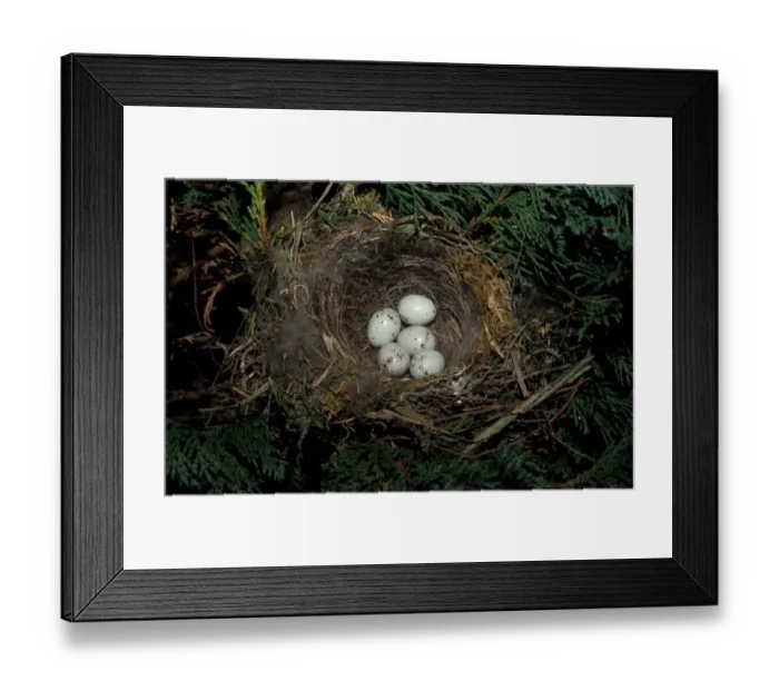 Framed Print : Greenfinch (Carduelis chloris) Nest with five eggs Framed Print : Greenfinch (Carduelis chloris) Nest with five eggs