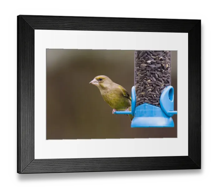 Framed Print : Greenfinch (Carduelis chloris) adult, feeding on black sunflower seeds at hanging birdfeeder in garden, Kent, England, winter Framed Print : Greenfinch (Carduelis chloris) adult, feeding on black sunflower seeds at hanging birdfeeder in garden, Kent, England, winter