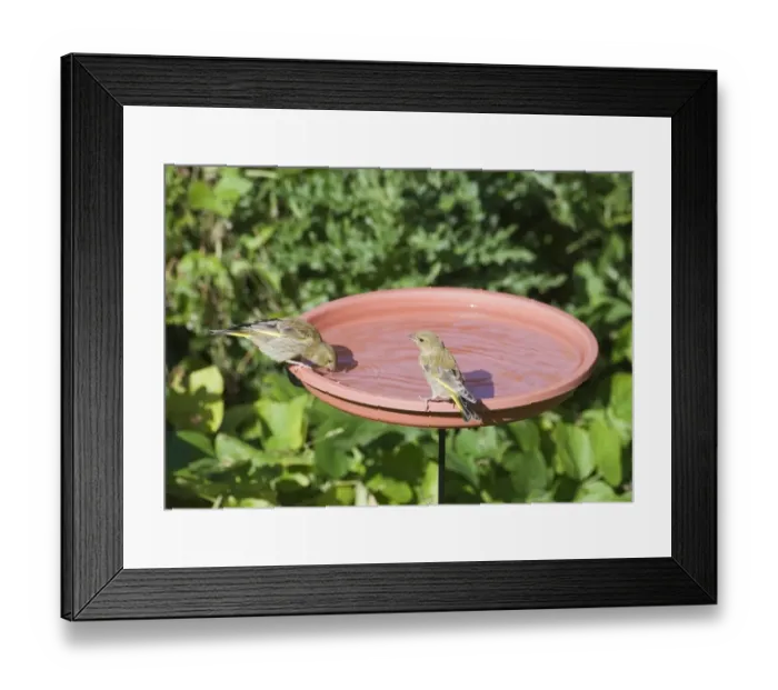 Framed Print : Greenfinch (Carduelis chloris) two immatures, drinking at birdbath in garden, Norfolk, England, september Framed Print : Greenfinch (Carduelis chloris) two immatures, drinking at birdbath in garden, Norfolk, England, september