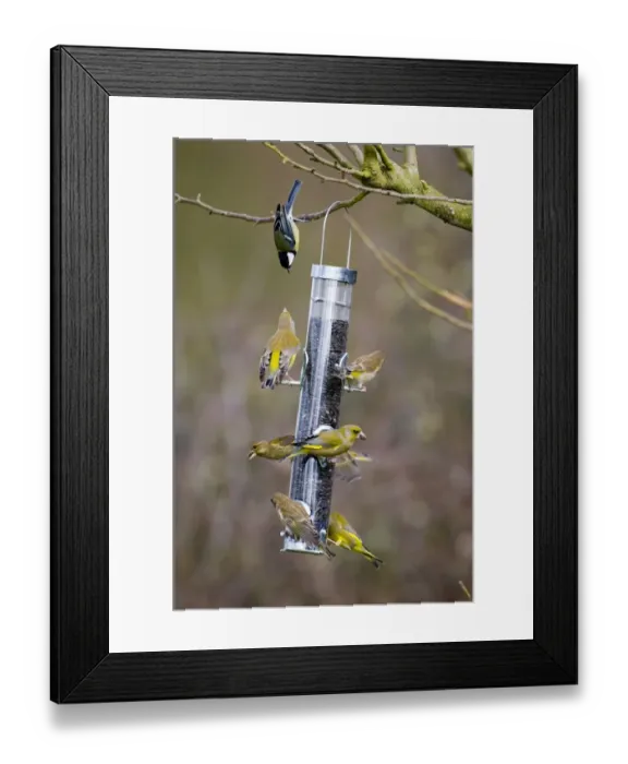 Framed Print : Greenfinch (Carduelis chloris) and Great Tit (Parus major) adults, flock feeding on seed feeder in garden, England, winter
