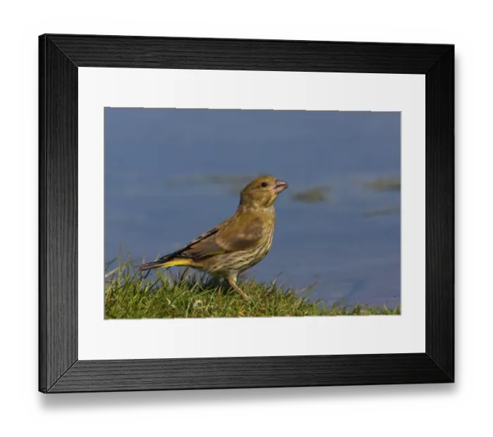Framed Print : European Greenfinch (Carduelis chloris) juvenile, drinking from pond, Norfolk, England, june Framed Print : European Greenfinch (Carduelis chloris) juvenile, drinking from pond, Norfolk, England, june