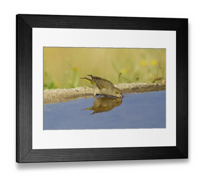 Framed Print : European Greenfinch (Carduelis chloris) adult female, drinking at pool with reflection, Spain, may