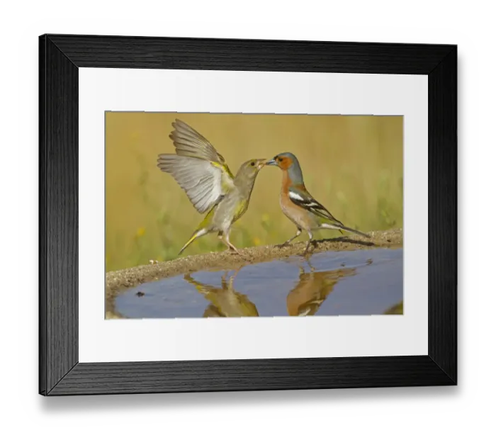 Framed Print : European Greenfinch (Carduelis chloris) and Chaffinch (Fringilla coelebs) adults, disputing at drinking pool, Spain, june
