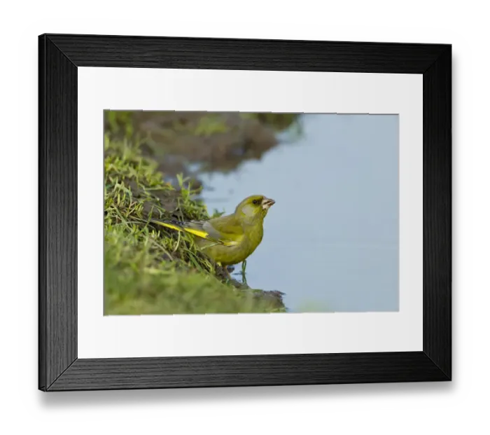 Framed Print : European Greenfinch (Carduelis chloris) adult male, drinking from puddle on farmland, Warwickshire, England, april Framed Print : European Greenfinch (Carduelis chloris) adult male, drinking from puddle on farmland, Warwickshire, England, april