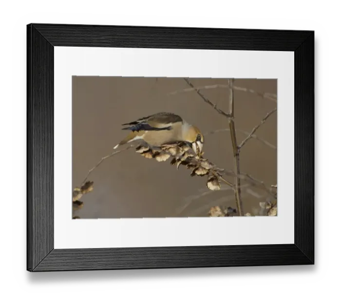 Framed Print : Hawfinch (Coccothraustes coccothraustes) adult, feeding on seeds, England, winter Framed Print : Hawfinch (Coccothraustes coccothraustes) adult, feeding on seeds, England, winter