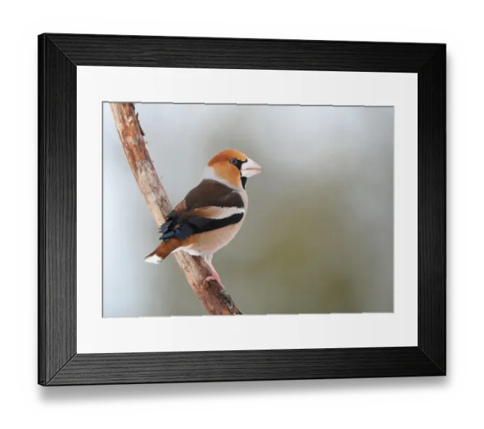 Framed Print : Hawfinch (Coccothraustes coccothraustes) adult male, perched on branch, Sweden, january Framed Print : Hawfinch (Coccothraustes coccothraustes) adult male, perched on branch, Sweden, january