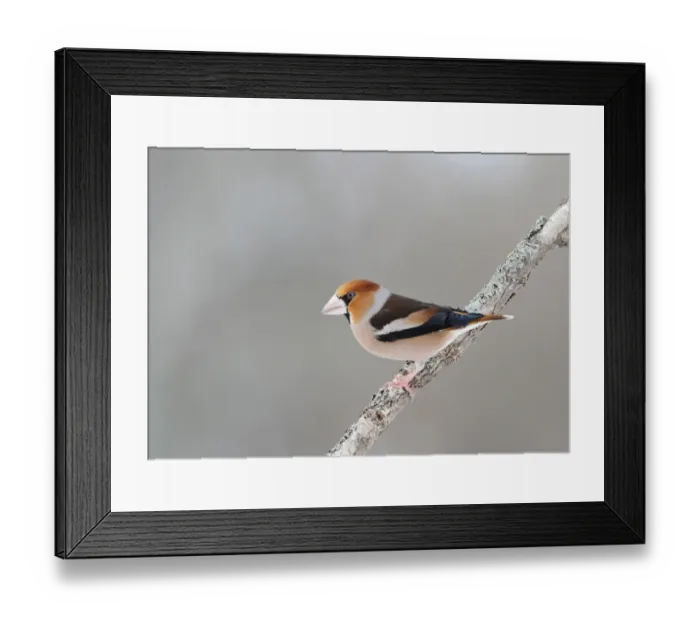 Framed Print : Hawfinch (Coccothraustes coccothraustes) adult male, perched on branch, Sweden, january Framed Print : Hawfinch (Coccothraustes coccothraustes) adult male, perched on branch, Sweden, january