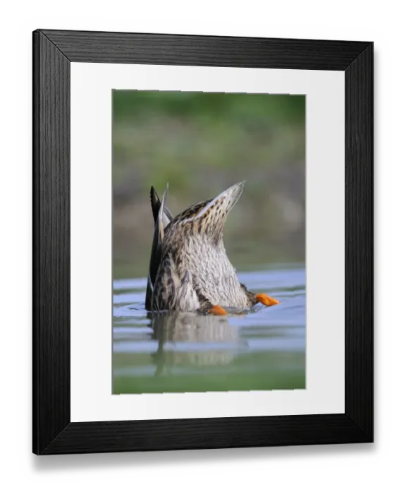 Framed Print : Mallard Duck (Anas platyrhynchos) adult female, feeding, upended in water, Oxfordshire, England, march Framed Print : Mallard Duck (Anas platyrhynchos) adult female, feeding, upended in water, Oxfordshire, England, march