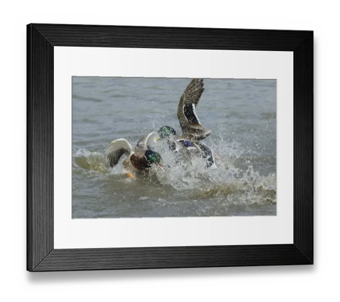 Framed Print : Mallard Duck (Anas platyrhynchos) two adult males, fighting in water, Slimbridge, Gloucestershire, England, may Framed Print : Mallard Duck (Anas platyrhynchos) two adult males, fighting in water, Slimbridge, Gloucestershire, England, may