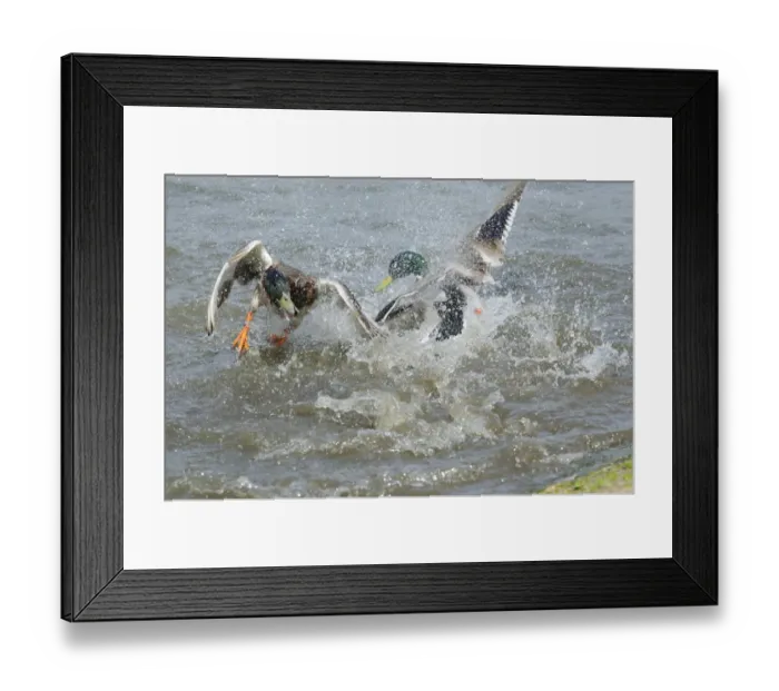 Framed Print : Mallard Duck (Anas platyrhynchos) two adult males, fighting in water, Slimbridge, Gloucestershire, England, may Framed Print : Mallard Duck (Anas platyrhynchos) two adult males, fighting in water, Slimbridge, Gloucestershire, England, may