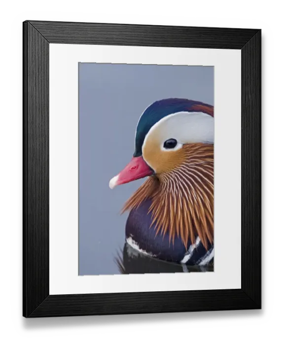 Framed Print : Mandarin Duck (Aix galericulata) introduced species, adult male, swimming, close-up of head, Norfolk, England, february Framed Print : Mandarin Duck (Aix galericulata) introduced species, adult male, swimming, close-up of head, Norfolk, England, february