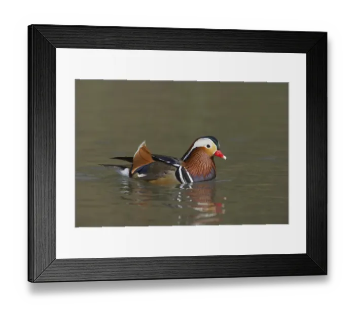 Framed Print : Mandarin Duck (Aix galericulata) adult male, swimming, Arundel W. W. T. (captive) Framed Print : Mandarin Duck (Aix galericulata) adult male, swimming, Arundel W. W. T. (captive)