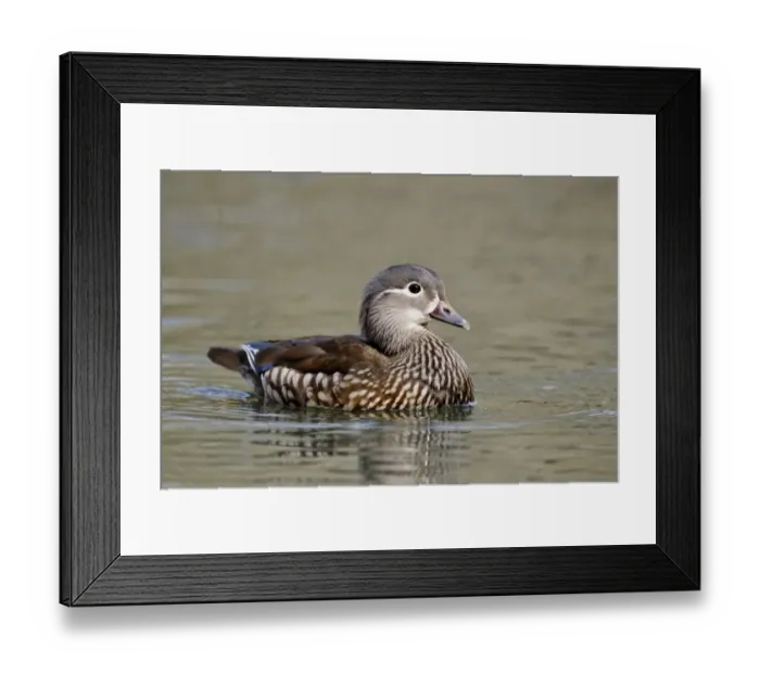 Framed Print : Mandarin Duck (Aix galericulata) introduced species, adult female, swimming, Midlands, England, april Framed Print : Mandarin Duck (Aix galericulata) introduced species, adult female, swimming, Midlands, England, april