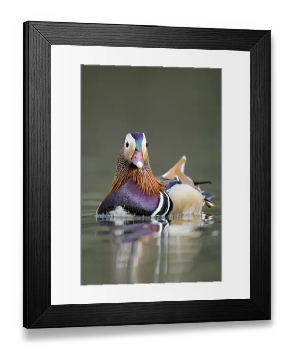 Framed Print : Mandarin Duck (Aix galericulata) introduced species, adult male, swimming, Midlands, England, april Framed Print : Mandarin Duck (Aix galericulata) introduced species, adult male, swimming, Midlands, England, april