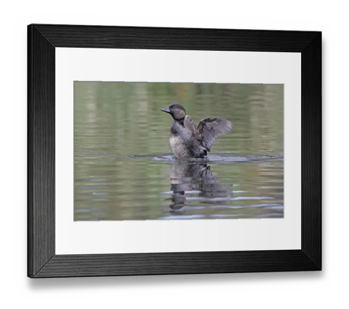 Framed Print : Musk Duck (Biziura lobata) adult female, shaking water from wings, Western Australia, Australia, october Framed Print : Musk Duck (Biziura lobata) adult female, shaking water from wings, Western Australia, Australia, october