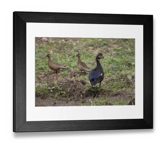 Framed Print : Muscovy Duck (Cairina moschata) adult female, with Brazilian Teal (Amazonetta brasiliensis) adult pair, standing on bank, Pantanal, Mato Grosso, Brazil Framed Print : Muscovy Duck (Cairina moschata) adult female, with Brazilian Teal (Amazonetta brasiliensis) adult pair, standing on bank, Pantanal, Mato Grosso, Brazil