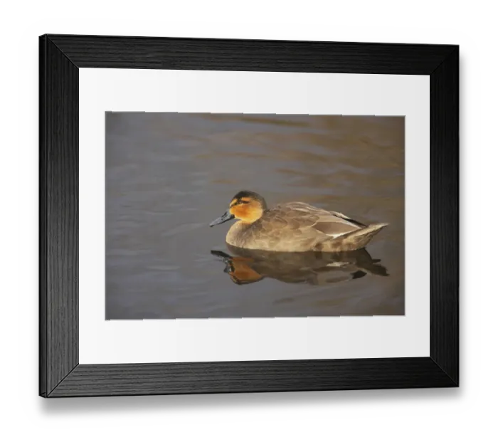 Framed Print : Philippine Duck (Anas luzonica) adult, swimming, Martin Mere W. W. T. (captive) Framed Print : Philippine Duck (Anas luzonica) adult, swimming, Martin Mere W. W. T. (captive)
