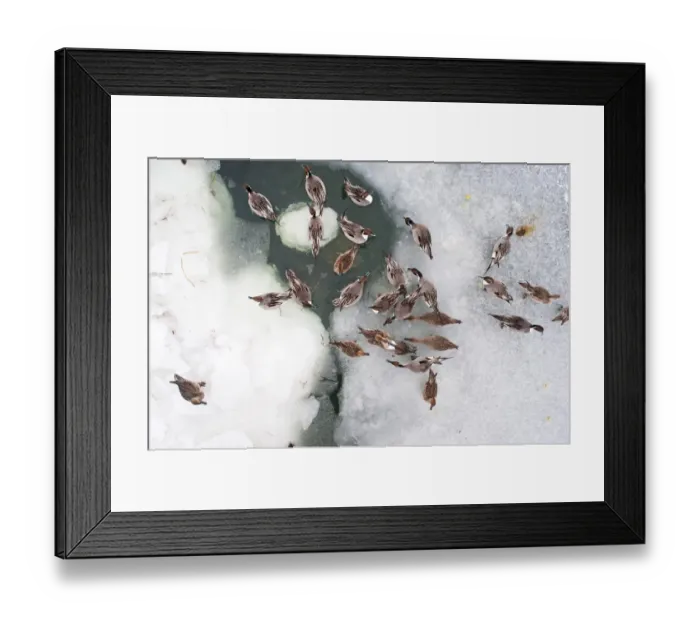 Framed Print : Northern Pintail (Anas acuta) flock, on frozen lake, viewed from above, Hokkaido, Japan, winter